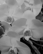 9th Feb 2017 - White Orchids