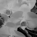 White Orchids by daisymiller