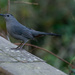 Grey Catbird on the Fence! by rickster549