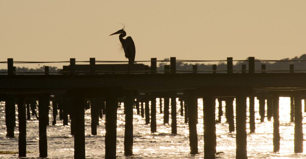 Blue Heron Silhouette on the Pier! by rickster549