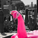 Pink Flamingo by jaybutterfield