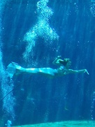 7th Feb 2017 - Weeki Wachee Mermaid