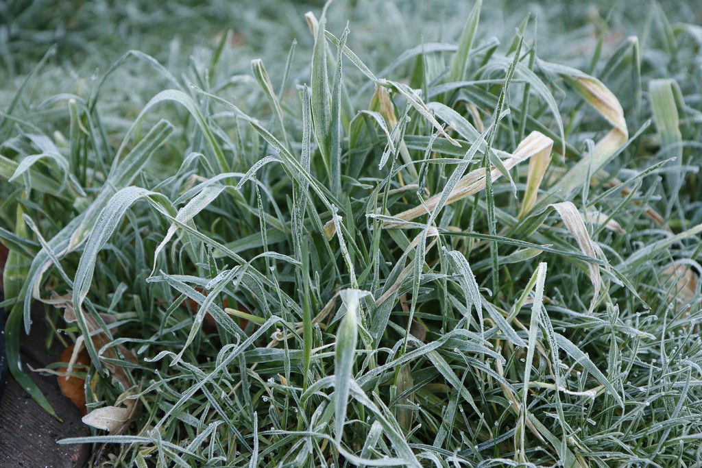 Frosty grass..... by anne2013