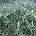 Frosty grass..... by anne2013