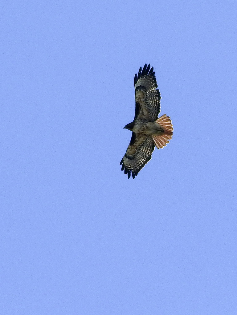Red-Tailed Hawk by Weezilou
