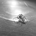 Spider spinning light by kiwinanna