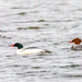 Red-breasted Merganser by rminer