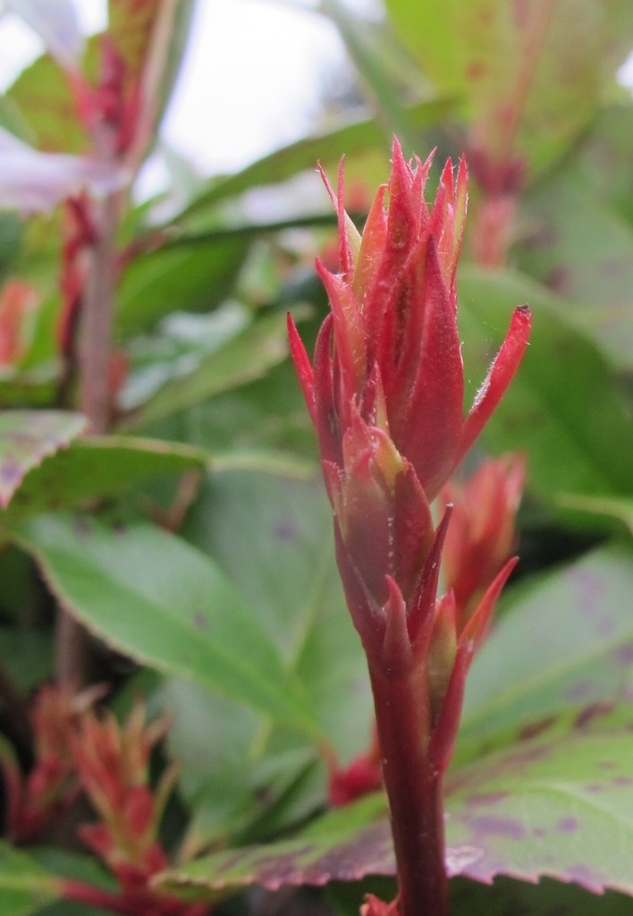 Photinia, shoots and leaves by s4sayer