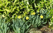 8th Feb 2017 - Daffodils