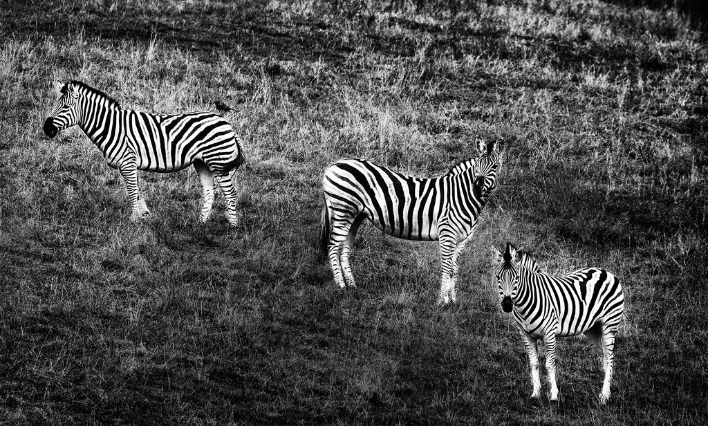 Three Zebras and Bird b and w by jgpittenger