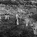 Three Zebras and Bird b and w by jgpittenger