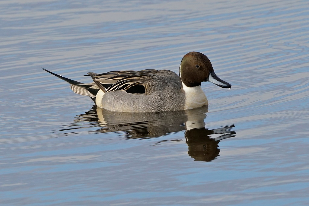 PINTAIL  by markp