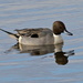 PINTAIL  by markp
