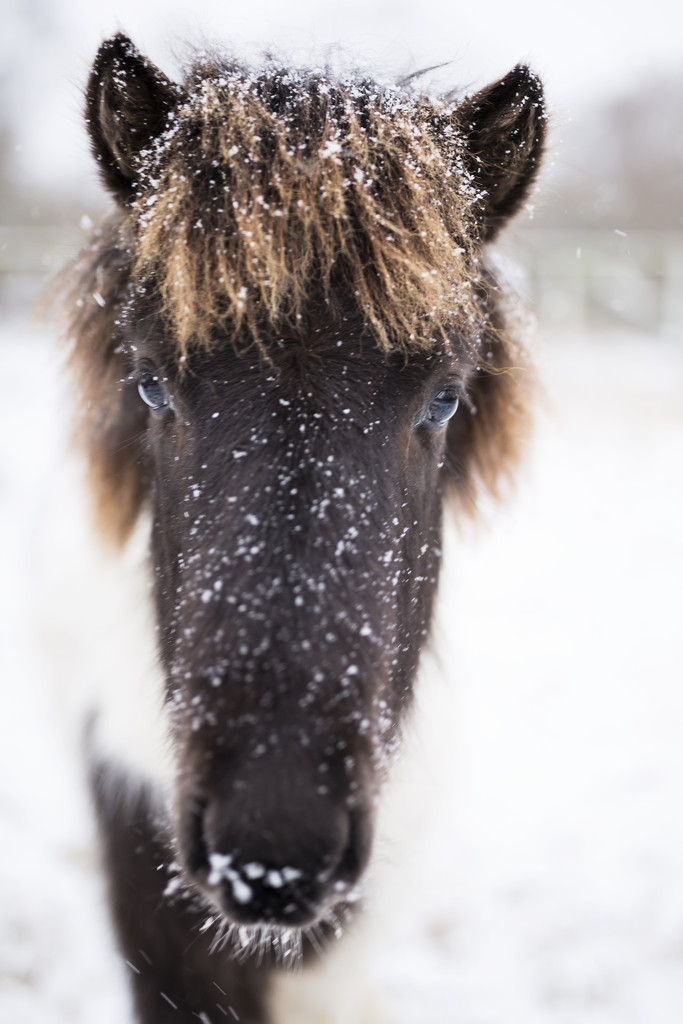 Snowy face pony by lily