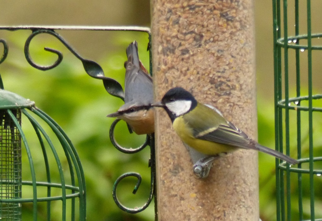  Nuthatch and Great Tit  by susiemc