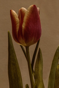 10th Feb 2017 - Spring Tulip