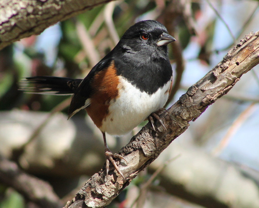 Hungry Towhee by cjwhite