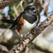 Hungry Towhee by cjwhite