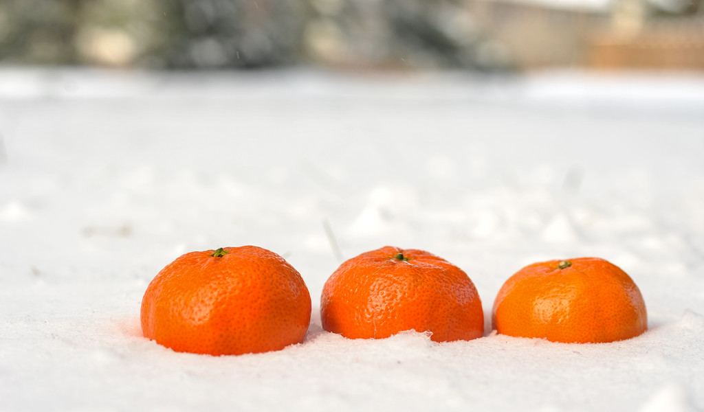 Snowy Oranges by loweygrace
