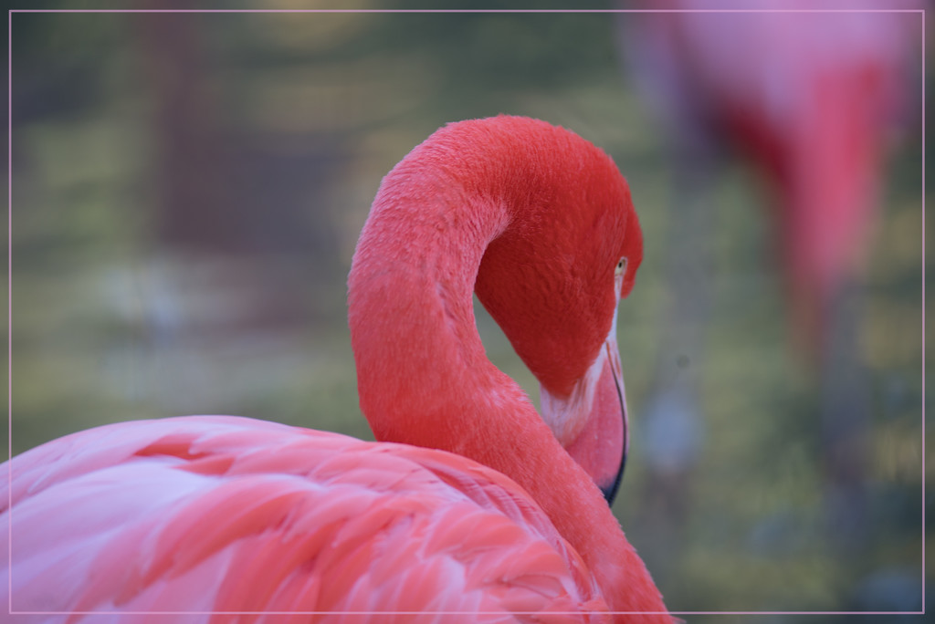 Flamingo Friday - 024 by stray_shooter