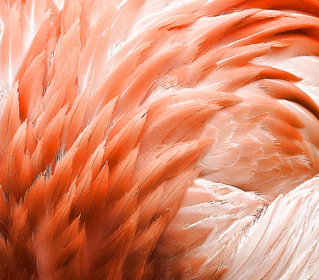 Flamingo Feathers  by joysfocus