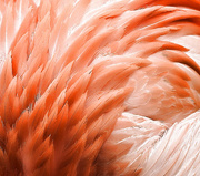 10th Feb 2017 - Flamingo Feathers 