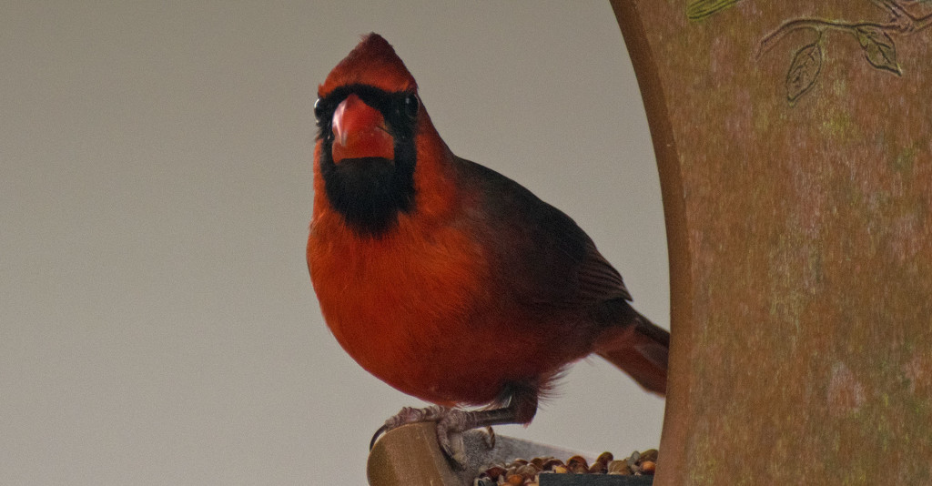 The Bearded Mr Cardinal! by rickster549