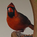 The Bearded Mr Cardinal! by rickster549