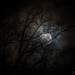 Branchy Moonlight by epcello