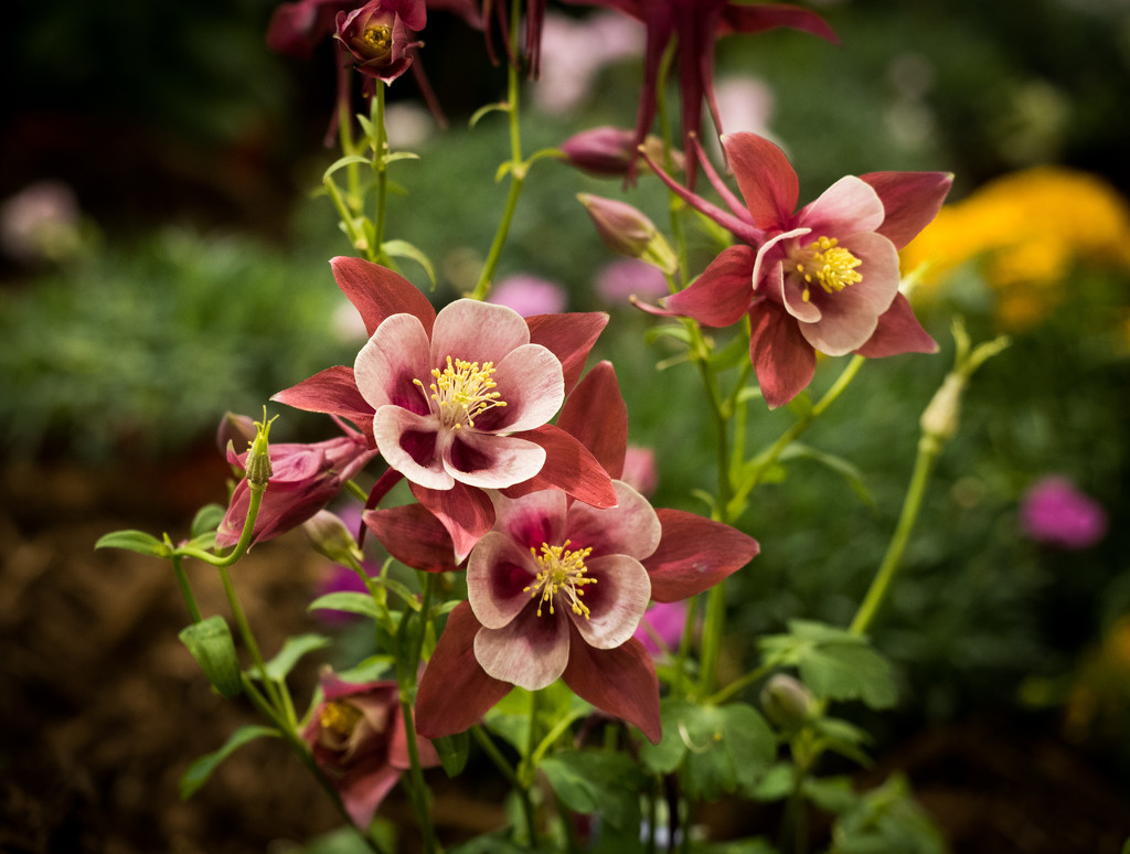 Red Columbines by khrunner