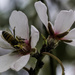 Head First in Almond Blossoms by evalieutionspics