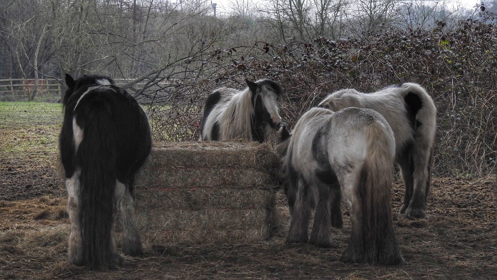 Horses by mattjcuk
