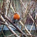 Resident Robin by phil_sandford