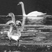 Juvenile swan with adult by dridsdale