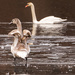 Juvenile swan by dridsdale