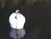 24th Jan 2017 - Swan and reflection on Canal