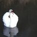 Swan and reflection on Canal by cataylor41