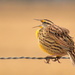 The Kansas Meadowlark Sings His Song by kareenking