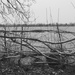 Hedge laying by 365projectdrewpdavies