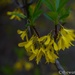 Yellow Bells by thewatersphotos