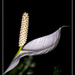 Peace Lily by lstasel