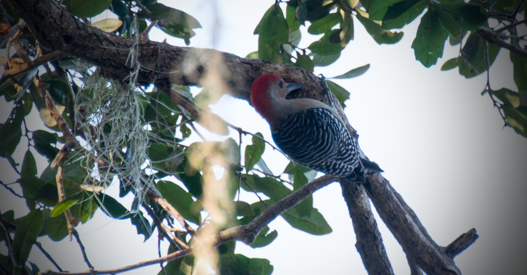Red Bellied Woodpecker at Work! by rickster549