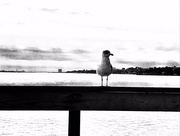 9th Feb 2017 - One lonesome gull