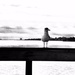 One lonesome gull by joemuli