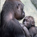 Baby Gorilla  by rminer