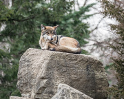 11th Feb 2017 - Mexican Wolf on a rock
