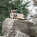 Mexican Wolf on a rock by rminer