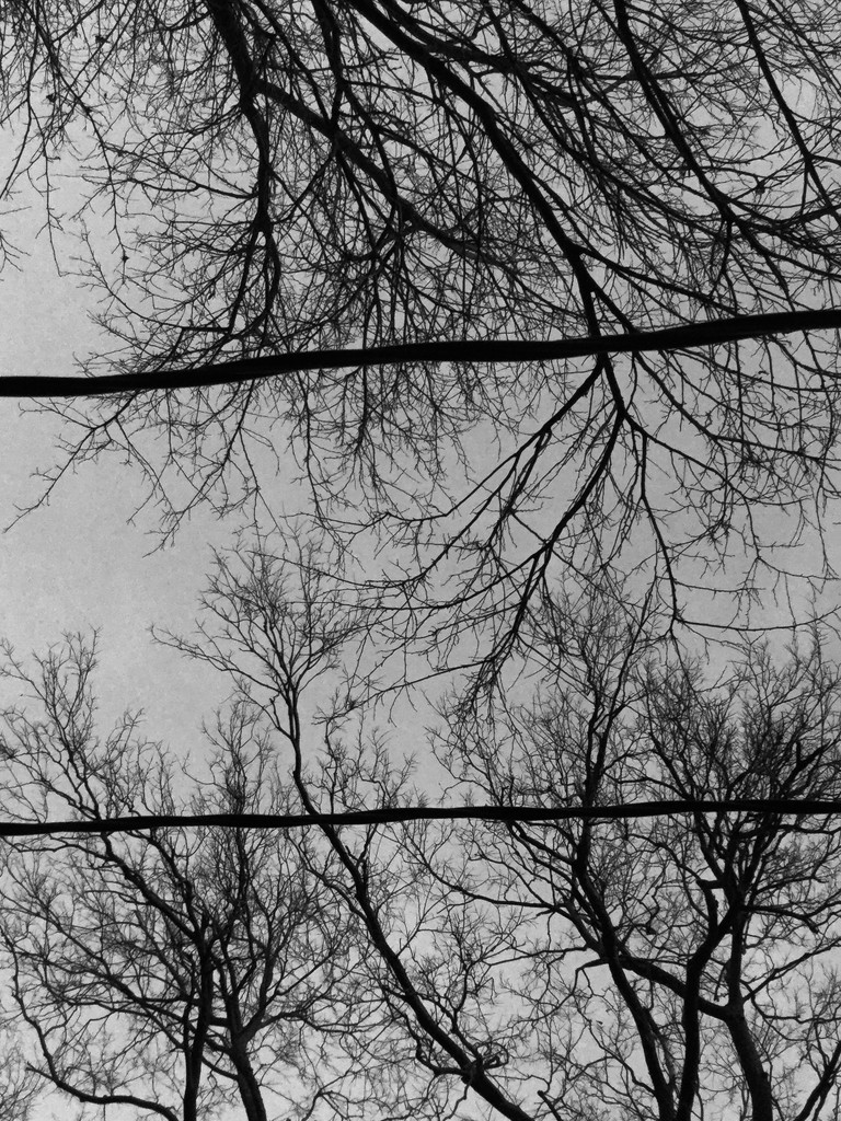 Composition with branches and overhead wires by mcsiegle