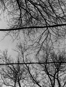 5th Feb 2017 - Composition with branches and overhead wires