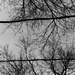 Composition with branches and overhead wires by mcsiegle